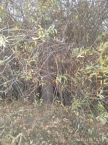 Тополь: Тополя для озеленения/живой изгороди - Порода: тополь (пирамидальный — 29