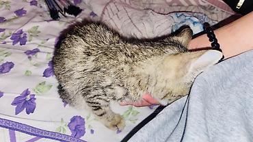 возьму кошку в добрые руки: 3 месяца, Девочка, Метис — 3