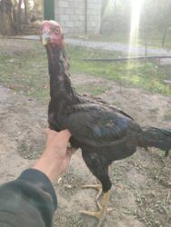 дом кролика: Продаю | Петух | Бойцовая | Для разведения