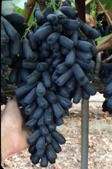 Meyvə və giləmeyvə: Üzüm tingləri və süfrə-sortları - Avatar (şirin barmaqvari qara — 7