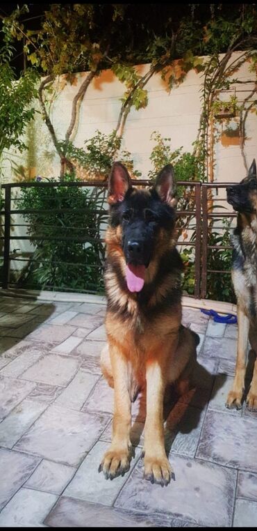 it ucun: Немецкая овчарка, 2 года, Самка, Платная доставка