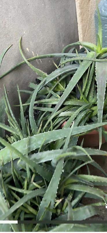 nokia yarpaq: Aloe vera (Aloe barbadensis) dekorativ və faydalı saksı bitkisi - — 1