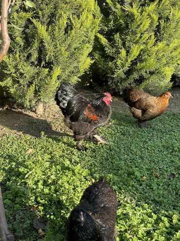 Xoruzlar: Brama xoruzları. Biri 2 illik xoruz - 100₼ İkisi 7 aylıq xoruz — 8