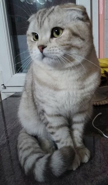 купить домик для кота: Шотладская вислоухая, Самка, В добрые руки, Самовывоз, Бесплатная доставка