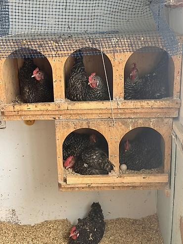 Toyuqlar: Toyuq, Damazlıq, Ödənişli çatdırılma — 4