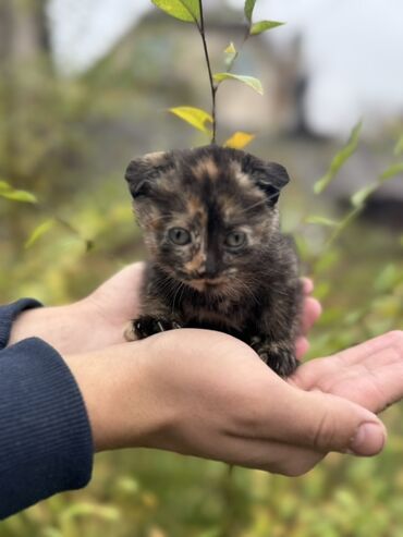 кошки в добрые руки: Отдам котенка в добрые руки. девочка трехцветка вислоухая. Возраст