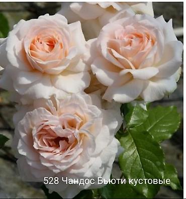 Rose saplings: Кустовые розы — сорта: - Э Шропшир Эд (№534): густомахровые — 18