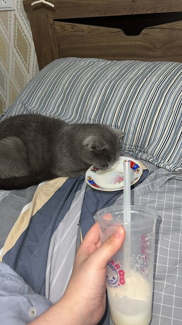 бенгальская кошка домашняя: Кошка даром: Скотиш Фолд (Шотландская вислоухая), 2 года, Девочка, Приучена к лотку, Проглистована, С документами