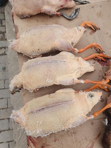 Other bird meat: Qaşqaldağ Bilənlər bilir necə dadlı olur Cəkisi gəlir 500 qram 600 -da lalafo.az — 12 Other bird meat: Qaşqaldağ Bilənlər bilir necə dadlı olur Cəkisi gəlir 500 qram 600 — 12