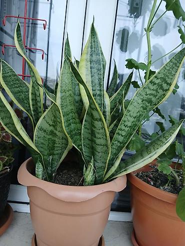 Sansevieria (Qayın dili) – dekorativ yarpaqlı otaq bitkisi - Növ