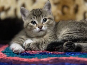 отдам котят бесплатно: Кошка даром: Беспородная, Девочка