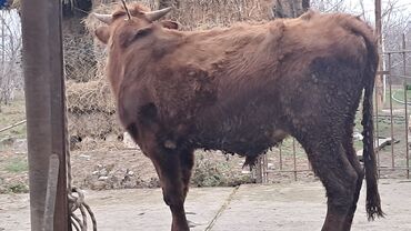 Inəklər, öküzlər: Üç baş ətlik erkək dana satılır təmiz əti 220. 185. 150 . ivanovka — 9