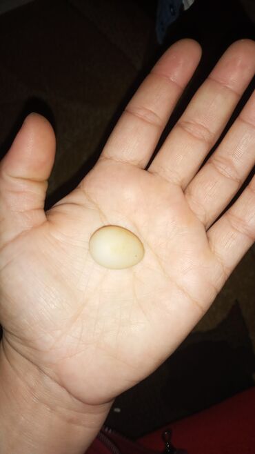papuqay yumurtası: Ag və sari karella yumurtasi alıram kimde varsa desn