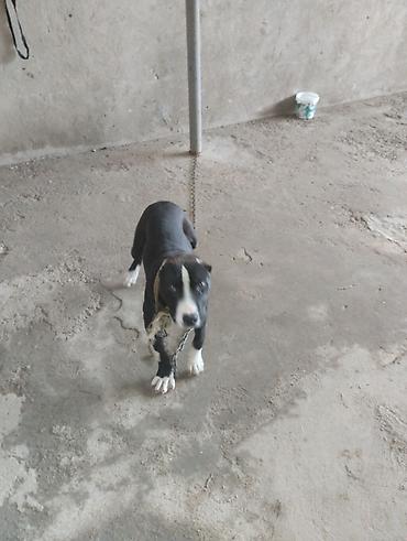 pitbull balaları: Pitbul, 2 ay, Erkək, Peyvəndli, Ünvandan götürmə — 4
