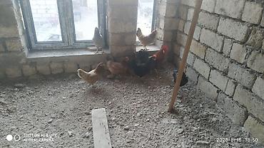 barter xoruz: Salam teserufatda her sort lal ordeylerimiz var 5 gunlukden 1 iline — 8