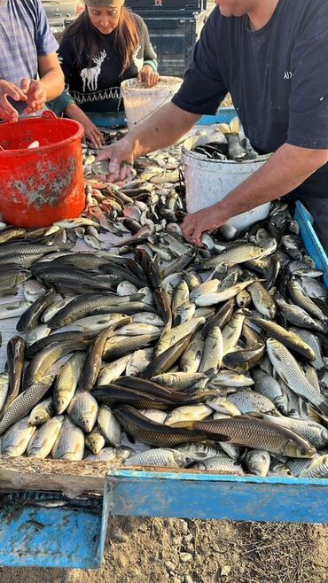 балык форел: Муздатылган, 1 кг чейин, Өзү алып кетүү, Акылуу жеткирүү