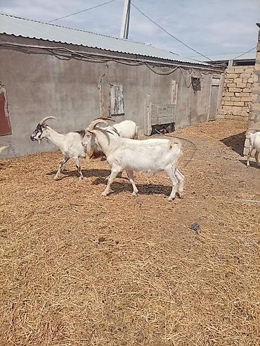 Keçilər, çəpişlər: SAF KAN SANEN FIRANSIZ IRKI KEÇİLER MACAR IRKI KEÇİLER ÇEPİÇLER BOĞAZ — 23