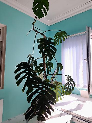 yaşil: Monstera deliciosa (Swiss cheese plant) – dekorativ iri yarpaqlı — 3