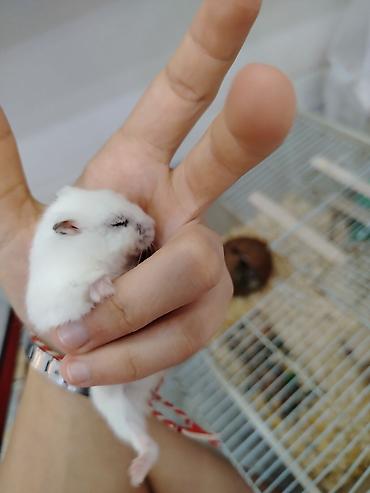 шиншилла грызун: Cırtdan hamsterlər – Dwarf Hamster balaları 3 dənədi 2 ağ dişi 1 qara — 5
