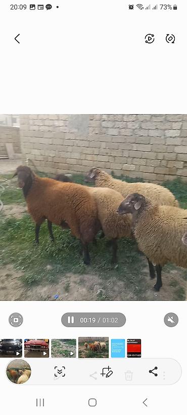 Quzu: 5 baş quzular öz Həyətimin Heyvanlaridir — 5