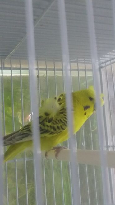 Tutuquşları: Yaponiclər cüt 50-60-70 azn — 6