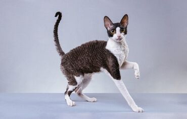 породистые кошки бишкек: Продается кошка велюр свинкс .1 раз уже приносила котят с породистым