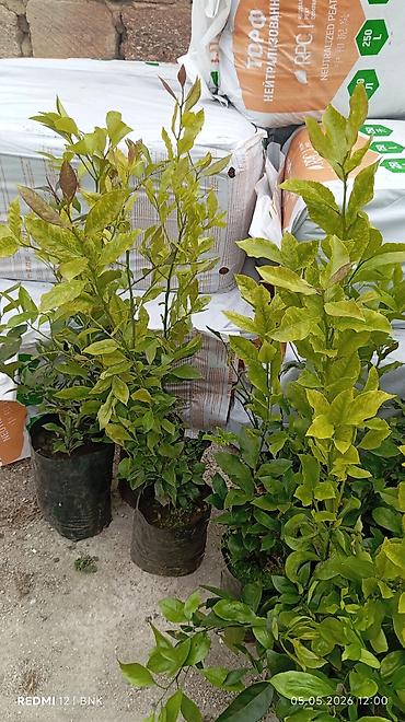 limon ağaçı: Evkalipt agaci
limon
mandalin
kinkon — 3