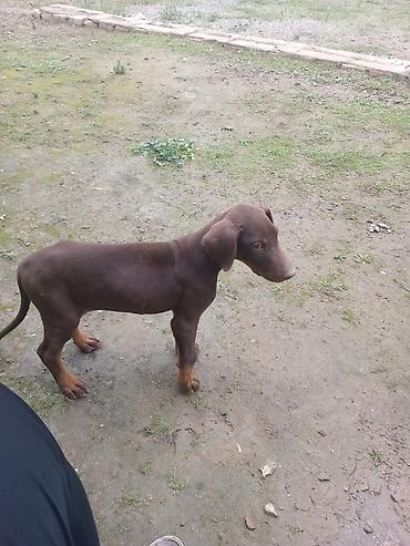 i̇t doberman: Doberman, 2 ay, Dişi, Peyvəndli, Ünvandan götürmə — 3