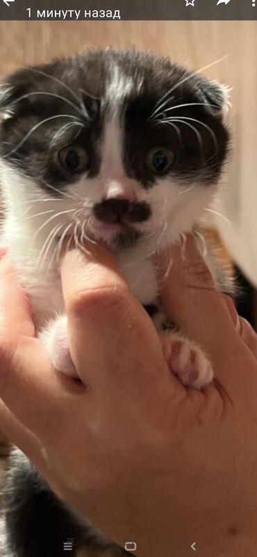 шотландский кот: Продается вислоухий котокрас усы борода,так родился,сам
