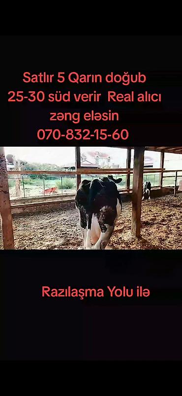 bildircin satisi tap az: Dişi, Holsteyn, il: 5, Südlük — 1