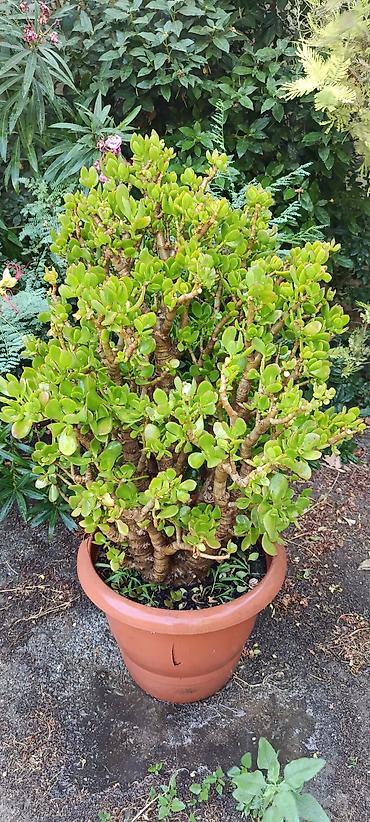 sakura agaci: Bitki: Crassula ovata (Pul ağacı, Jade Plant) – iri, çoxgövdəli nümunə — 1