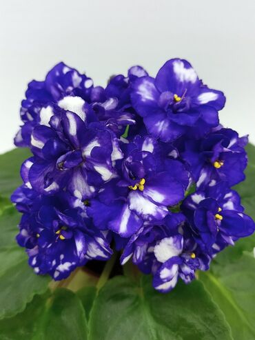 Фиалки и глоксинии: 🌱🌺🌱 Продаю сортовые ДЕТКИ стандартных фиалок🌱🌺🌱. Цены от 80-150 сом — 29