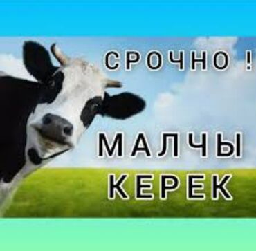 жумуш сварка: Талап кылынат Чабан, Төлөм Бир айда эки жолу, Тамактануу