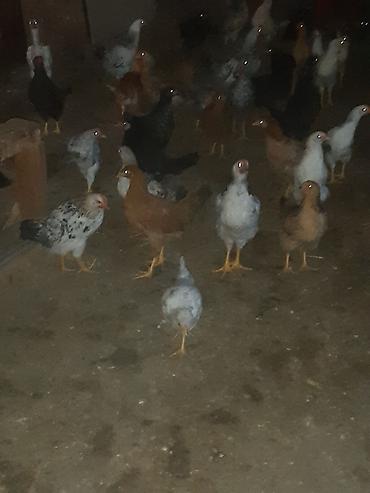 Cücələr: Toyuq cücələri, Ətlik — 9