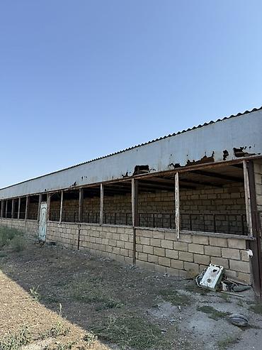 Torpaq sahələrinin satışı: 32 sot, Kənd təsərrüfatı, Barter mümkündür, Kupça (Çıxarış) — 2