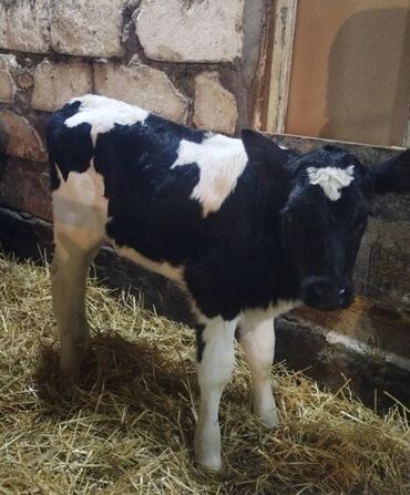 Dana, buzov: Sağlam Erkek ve Dişi Buzovlar — 5