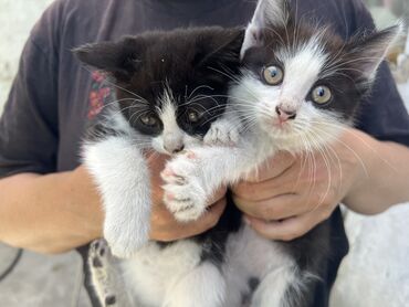 Отдам даром кошку: 3 месяца, Мальчик