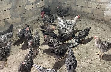 derzi quşu: Xarkovlar Satilir 4-5 Ayliqdilar Tam saglam oz heyetimin — 2