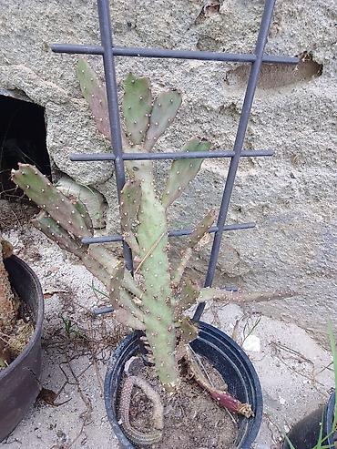kalatea slike: Kolekcija kaktusa – više vrsta u saksijama - Opuntia (indijska — 10