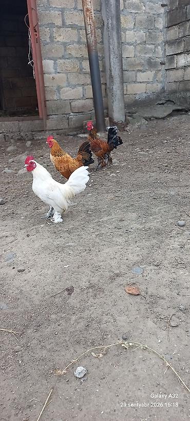 Xoruzlar: Tam sağlam 6 aylıq cır yaponkalar.Unvan Lənkəran Bakıya 20yanvara və — 1