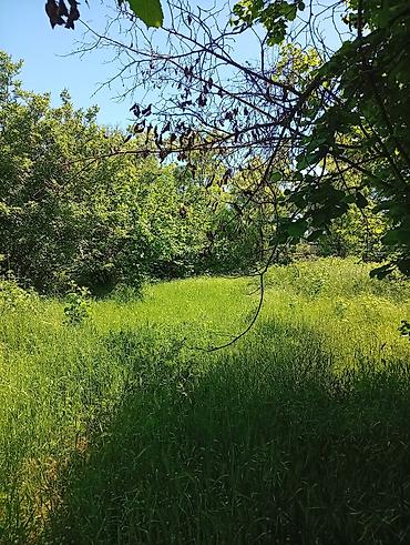 Torpaq sahələrinin satışı: 38 sot, Mülkiyyətçi, Kupça (Çıxarış) — 37