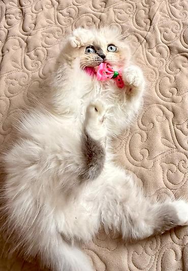 Pişiklər: Fars — 1