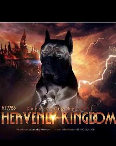 Psi: Kane Korso štenci Odgajivačnica Cane Corso Kennel Heavenly Kingdom FCI na lalafo.rs — 9 Psi: Kane Korso štenci Odgajivačnica Cane Corso Kennel Heavenly Kingdom FCI — 9