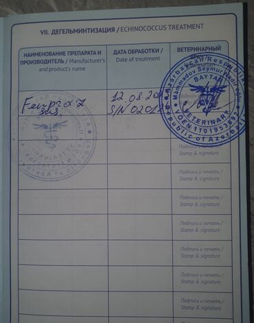 İtlər: Mops, 5 ay, Erkek, Sənədli — 5