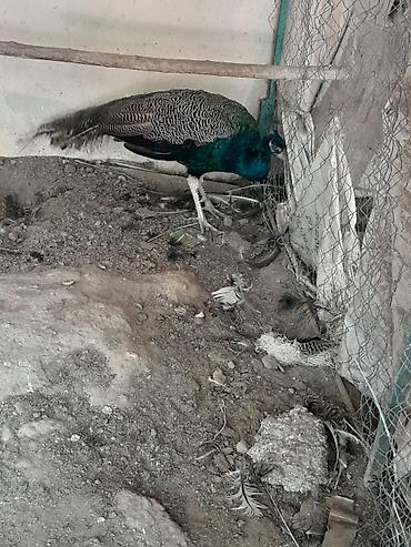 quş dami: Məhsul: Təbiət quşu – tovuz quşu 2 yaşı var Təsvir: - Şəkillərdə — 7
