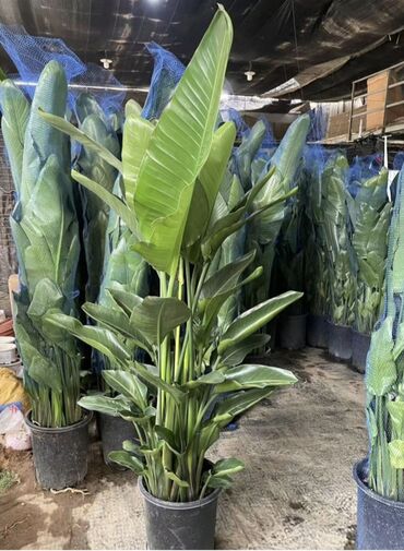 Другие комнатные растения: Пальмы,ДраценыКофейные деревья, и тд. Растения для интерьера — 14