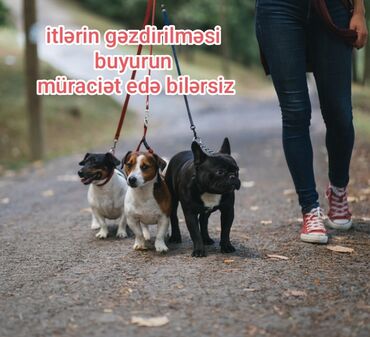 собака бу цена: Xidmət: itlərin gəzdirilməsi - Kiçik, orta və iri cins itlərin