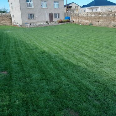 Toxumlar: IşQazon catrlma qurasdrmasi gul ciceyle baqlarin bezedilmesi 24/7 — 2