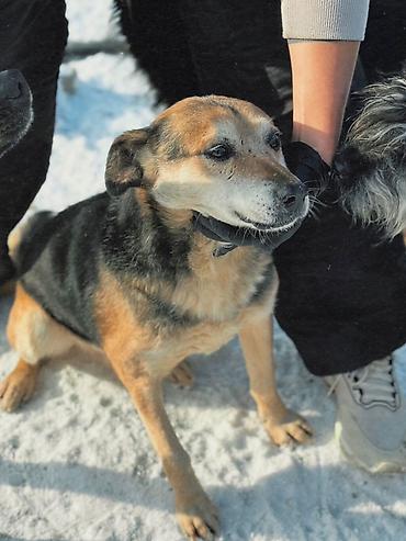 Отдам даром собаку: ПРИЮТ У НАС Собачки на любой вкус это приют все собачки привитые — 11