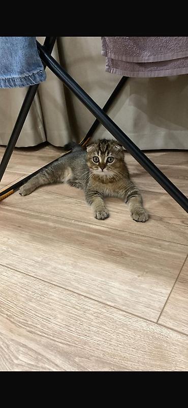 Кошки: Шотландская вислоухи кот мальчик (Scottish Fold) отдаем в хорошие руки — 1